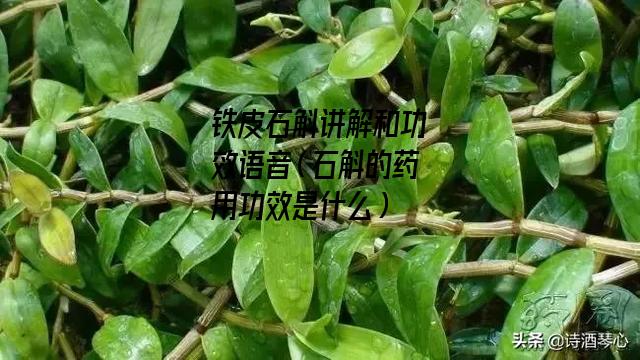 铁皮石斛讲解和功效语音