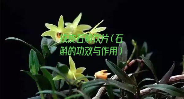 铁皮石斛饮片