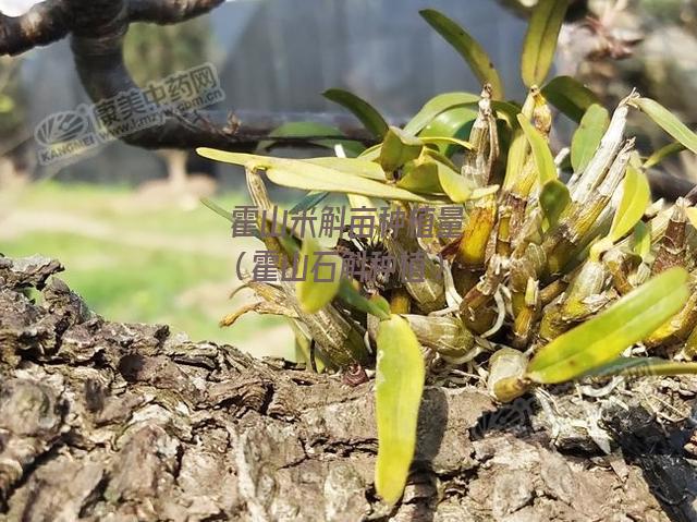 霍山米斛亩种植量