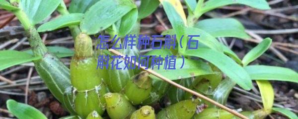 怎么样种石斛