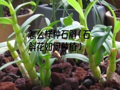 怎么样种石斛