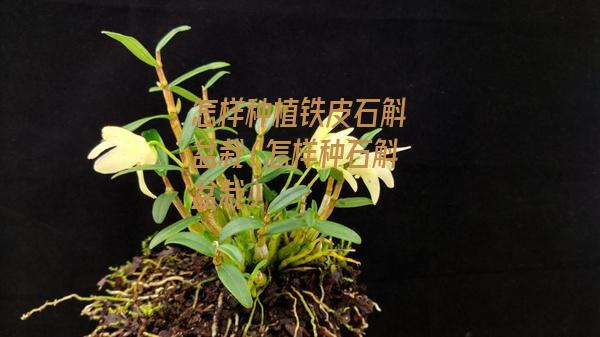 怎样种植铁皮石斛盆栽