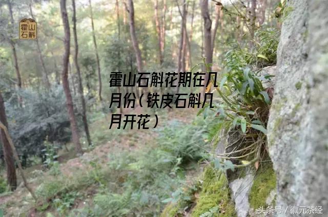 霍山石斛花期在几月份