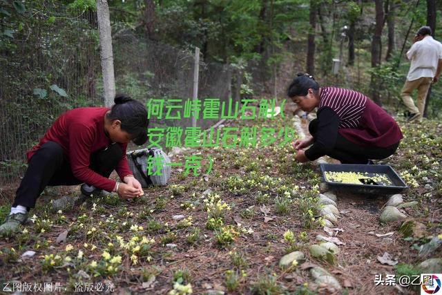 何云峙霍山石斛