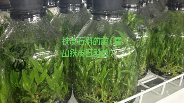 铁皮石斛的苗