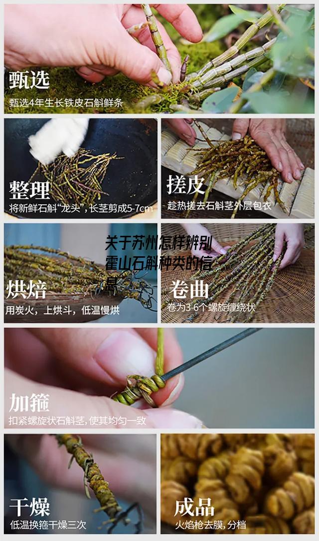 苏州怎样辨别霍山石斛种类