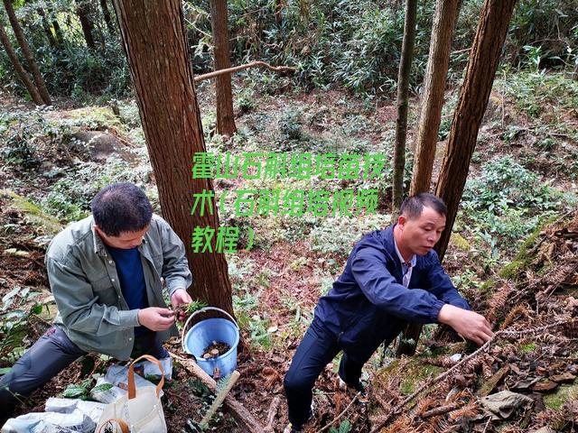 霍山石斛组培苗技术