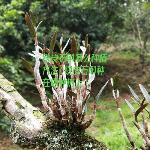 铁皮石斛怎么种植方法