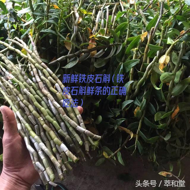 新鲜铁皮石斛