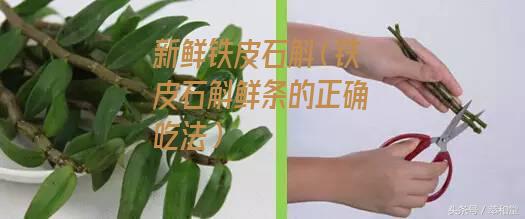 新鲜铁皮石斛