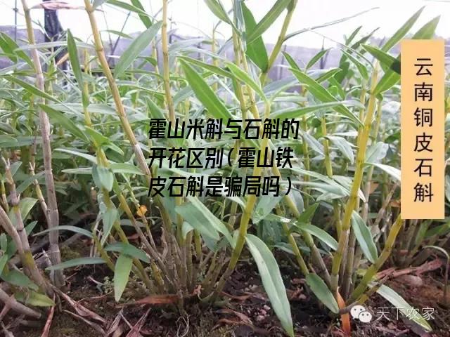 霍山米斛与石斛的开花区别