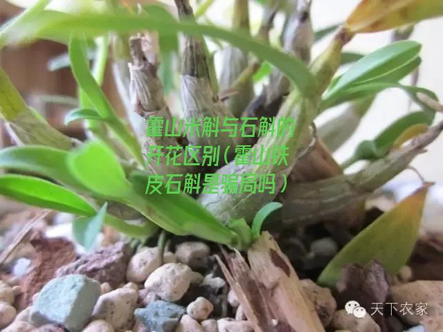 霍山米斛与石斛的开花区别