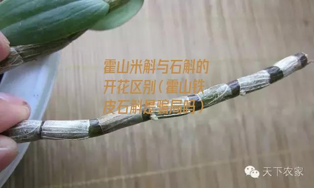 霍山米斛与石斛的开花区别