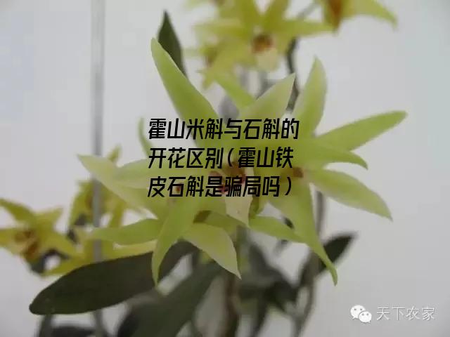 霍山米斛与石斛的开花区别