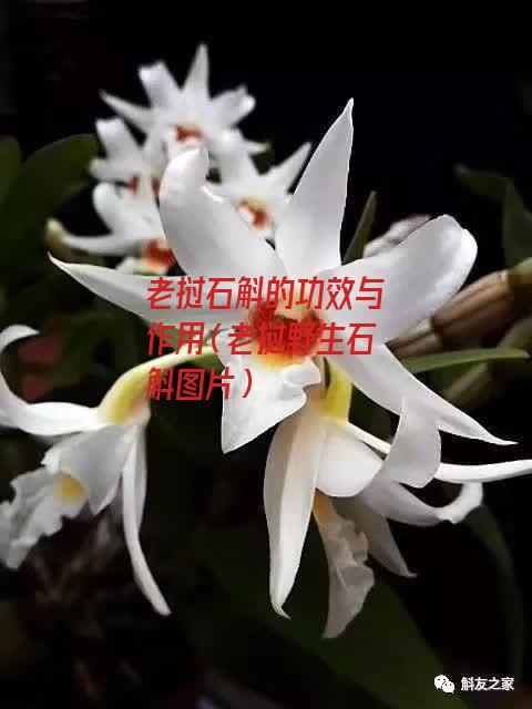 老挝石斛的功效与作用