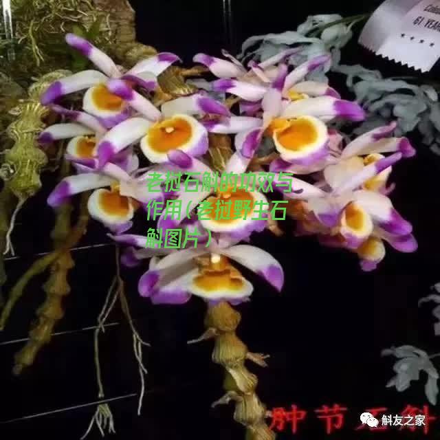 老挝石斛的功效与作用