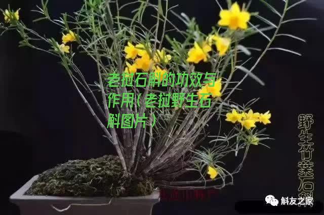 老挝石斛的功效与作用