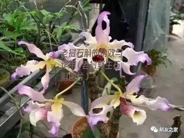 老挝石斛的功效与作用