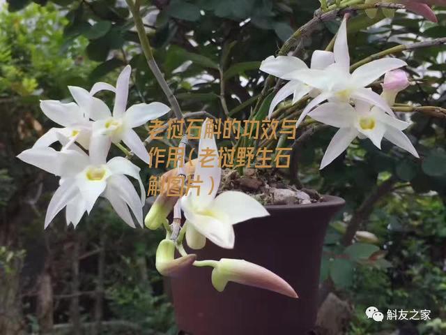 老挝石斛的功效与作用