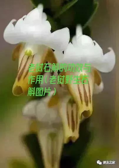 老挝石斛的功效与作用