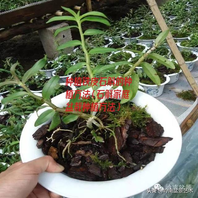 种植铁皮石斛的种植方法