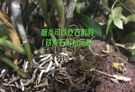 咽炎可以吃石斛吗（铁皮石斛如何吃）