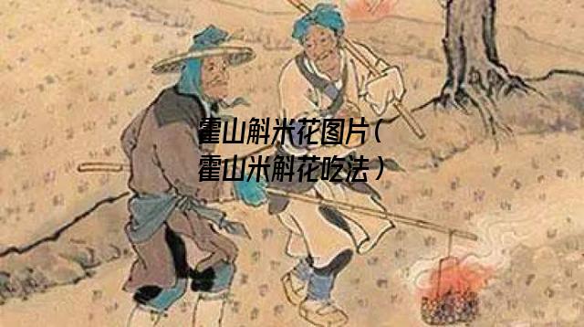 霍山斛米花图片