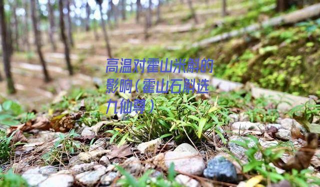 高温对霍山米斛的影响