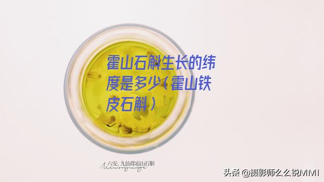 霍山石斛生长的纬度是多少