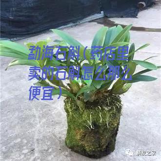 勐海石斛