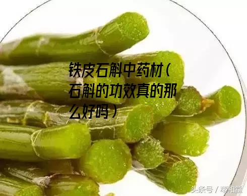 铁皮石斛中药材