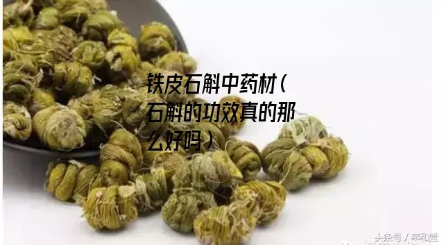 铁皮石斛中药材