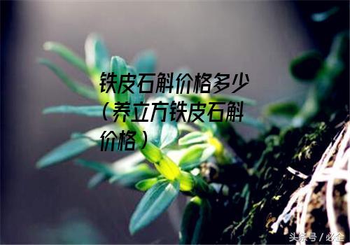 铁皮石斛价格多少