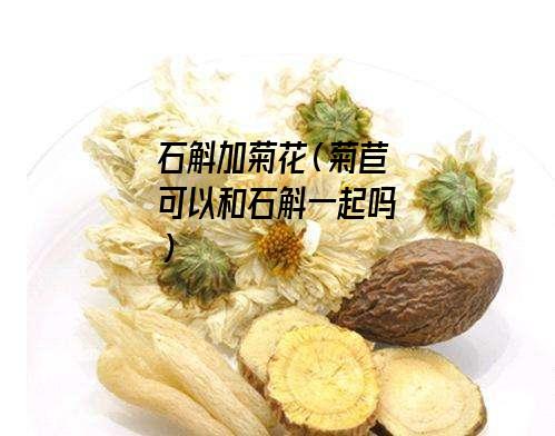 石斛加菊花（菊苣可以和石斛一起吗）