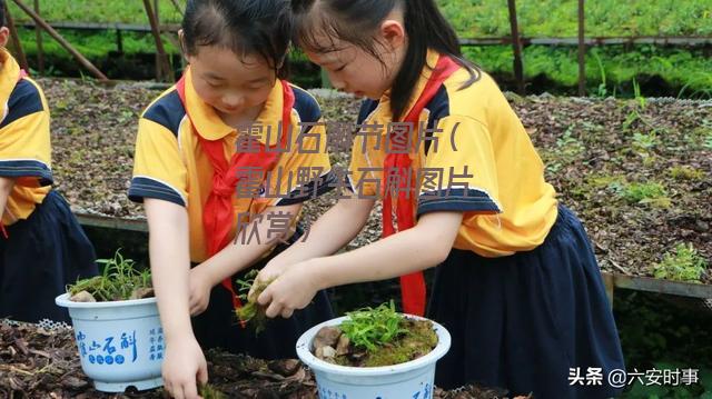 霍山石斛节图片