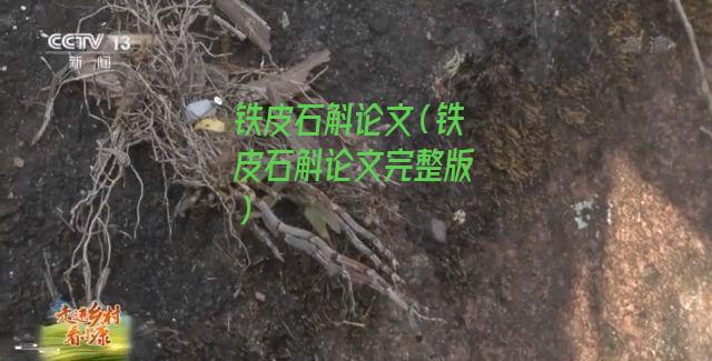 铁皮石斛论文