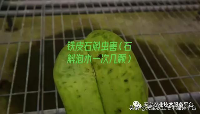 铁皮石斛虫害