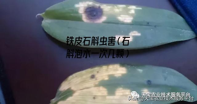 铁皮石斛虫害