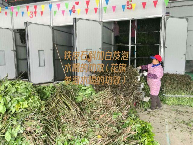 铁皮石斛加白芨泡水喝的功效