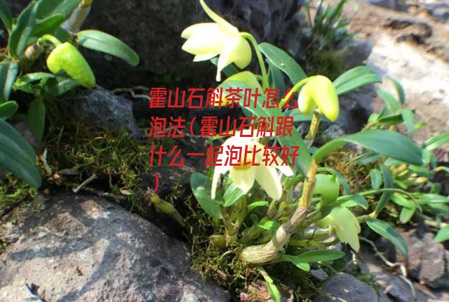 霍山石斛茶叶怎么泡法