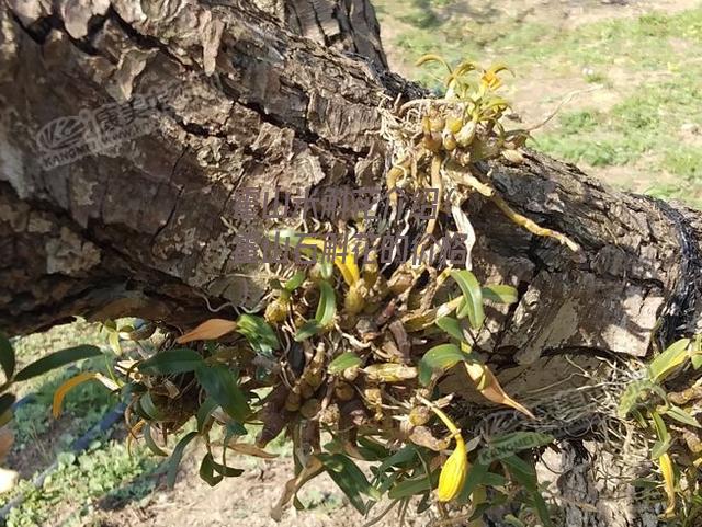 霍山米斛花介绍