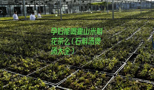 孕妇能喝霍山米斛花茶么