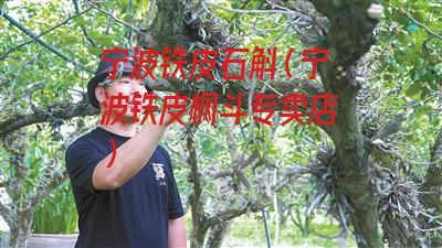 宁波铁皮石斛