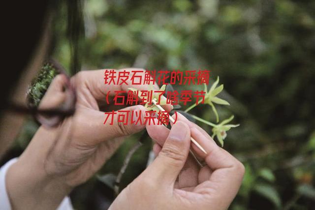 铁皮石斛花的采摘