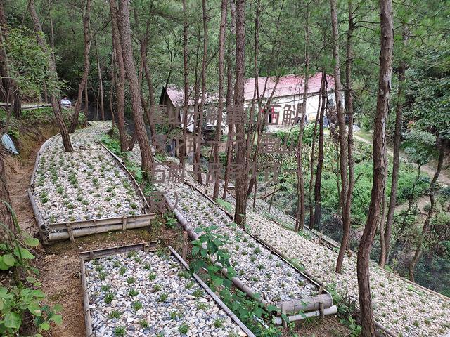 霍山米斛霍山石斛多少钱一斤