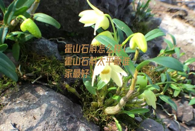 霍山石斛怎么样