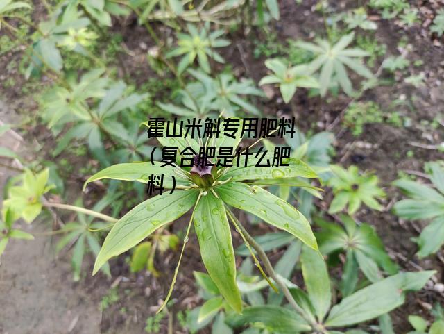 霍山米斛专用肥料