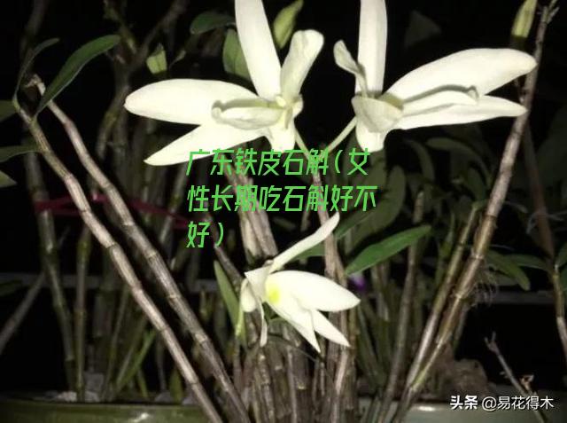 广东铁皮石斛