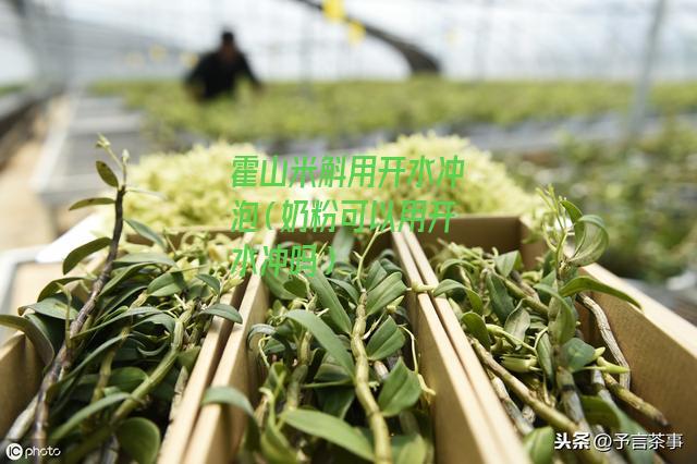 霍山米斛用开水冲泡