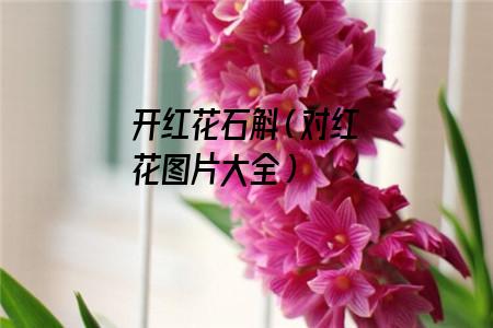 开红花石斛